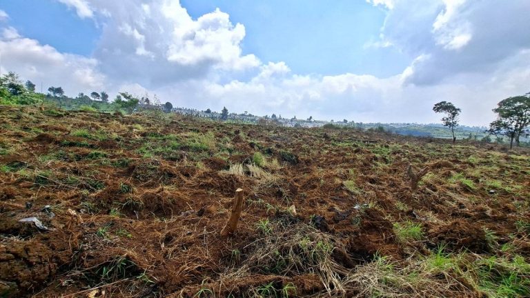 tanah-QYBJ_large