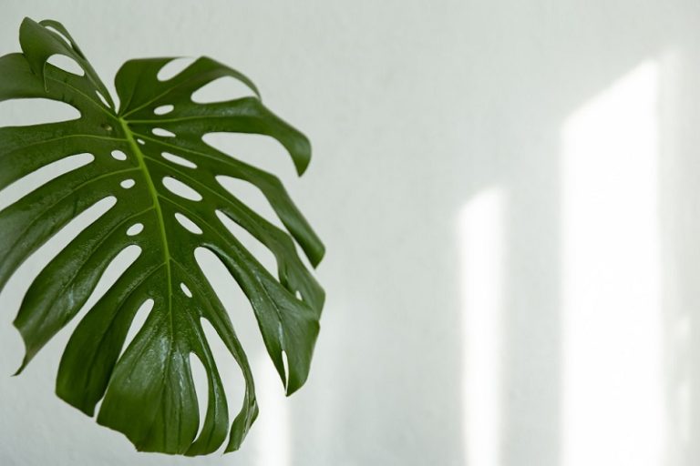 monstera_layu-Kp1I_large
