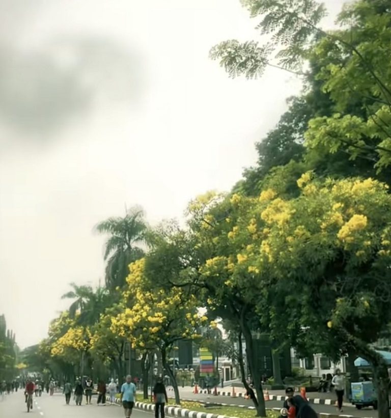 tabebuya_di_bogor-p9Aq_large