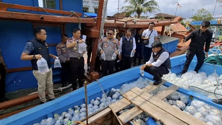 Latest Program: Polda Sumbar Gagalkan Penyelundupan Ribuan Ikan Hias ke Bali hingga Singapura, Tangkap 5 Pelaku