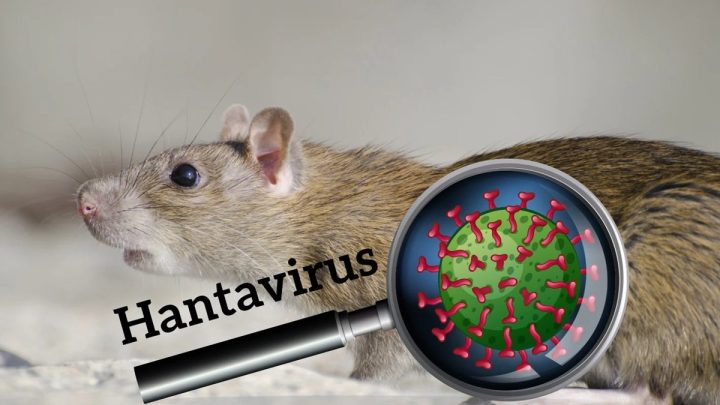 Asal Mula Hantavirus – Virus Lama yang Kini Kembali Merebak