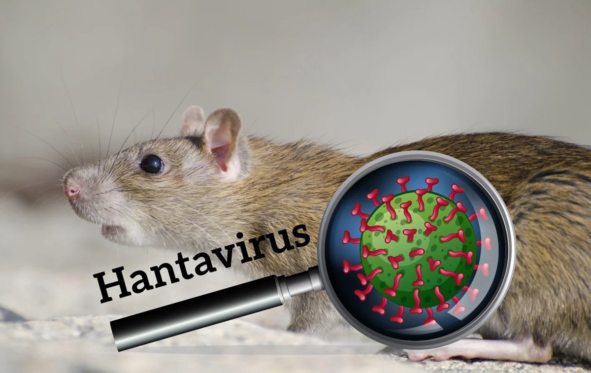 Asal Mula Hantavirus – Virus Lama yang Kini Kembali Merebak