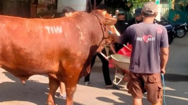 Heboh Sapi Kurban 1,1 Ton Bertuliskan ‘TIW’ Dikirim ke Masjid Dekat Rumah Amien Rais