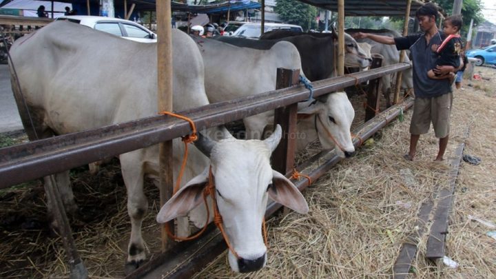 Sebentar Lagi Idul Adha – Begini Cara Memilih Hewan Kurban yang Layak dan Sehat