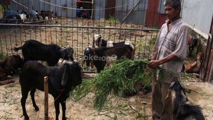 Jelang Iduladha – Tangsel Perketat Pengawasan Hewan Kurban