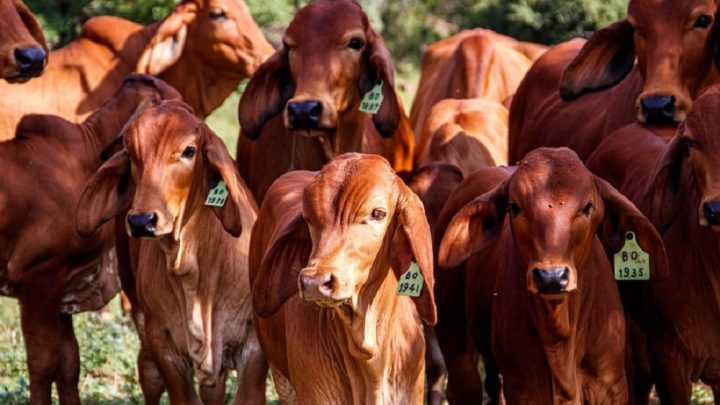 Apakah Kurban Sapi Harus 7 Orang? Ini Penjelasan Lengkapnya
