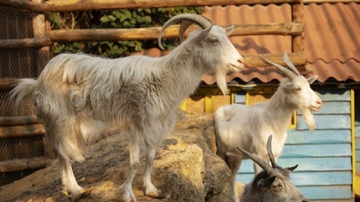 Apakah Boleh Menggabungkan Aqiqah dengan Kurban? Ini Penjelasannya