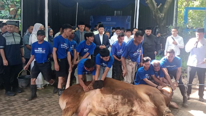 Partai Demokrat Kurbankan 63 Ekor Sapi di Iduladha Tahun Ini – Ada Milik SBY dan AHY