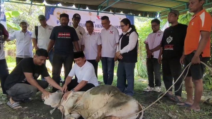 Visit Agenda: Rayakan Iduladha 1447 H, Perindo Sumut Sembelih Puluhan Hewan Kurban