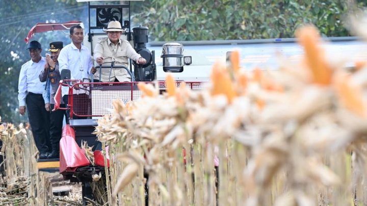 Special Plan: Momen Prabowo Naik Traktor Pimpin Panen Raya Jagung di Tuban, Pakai Topi Koboi!
