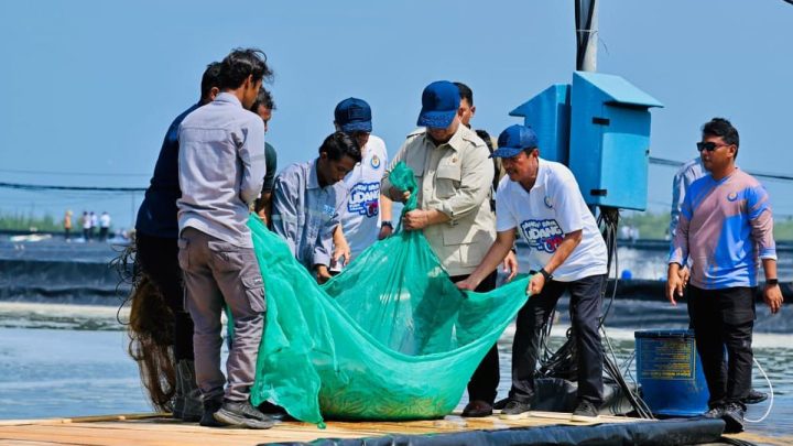 Historic Moment: Momen Prabowo Turun ke Tambak, Ikut Tarik Jaring saat Panen Raya Udang