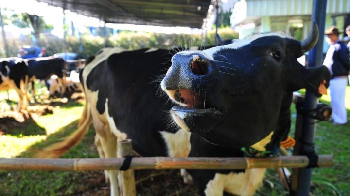 Peluang Cuan Idul Adha – Ini Modal untuk Bisnis Ternak Sapi dan Kambing