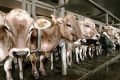 What You Need to Know: 5 Jenis Sapi Termahal di Indonesia