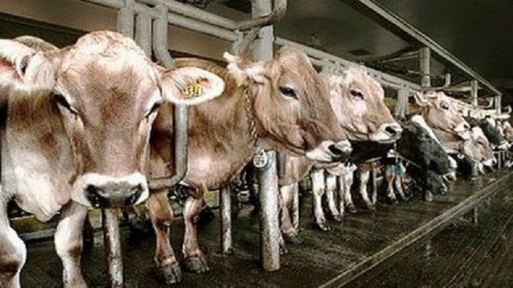 What You Need to Know: 5 Jenis Sapi Termahal di Indonesia