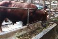New Policy: Penampakan Diego, Sapi Kurban Presiden Prabowo Berbobot 1,8 Ton