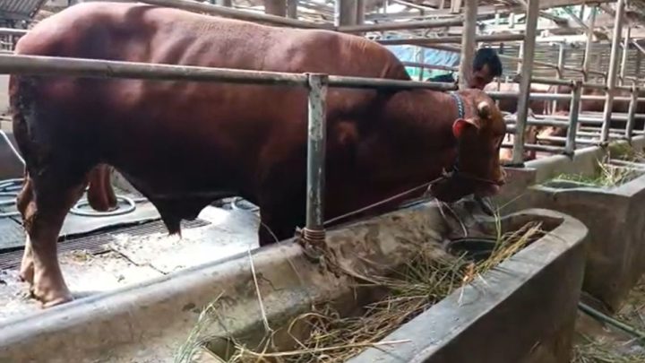 New Policy: Penampakan Diego, Sapi Kurban Presiden Prabowo Berbobot 1,8 Ton