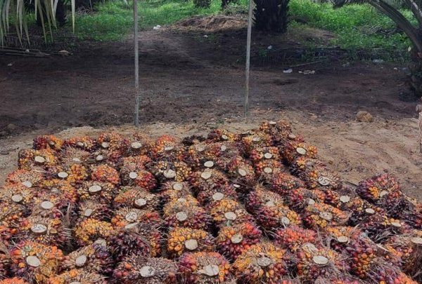 Main Agenda: Harga Sawit Sempat Tertekan, PalmCo Jaga Serapan TBS Petani