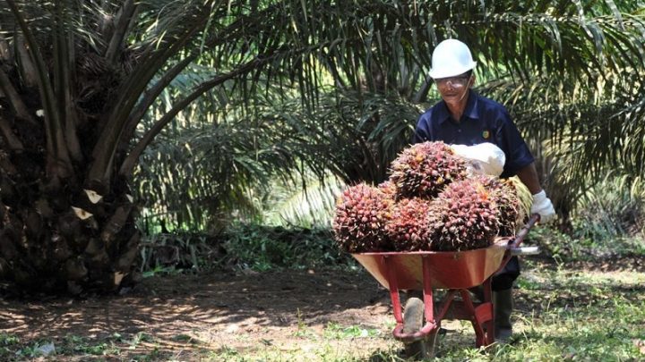 Petani Sawit Teriak Harga TBS Anjlok – Singgung DSI