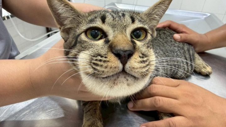 Viral! Wajah Kucing di Thailand Jadi Bengkak Gara-gara Diberi Obat Parasetamol