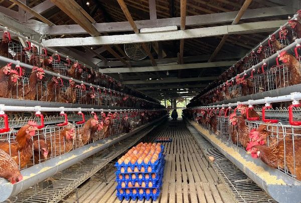 Key Discussion: Jaga Swasembada Pangan, RI Bangun Ekosistem Hilirisasi Ayam