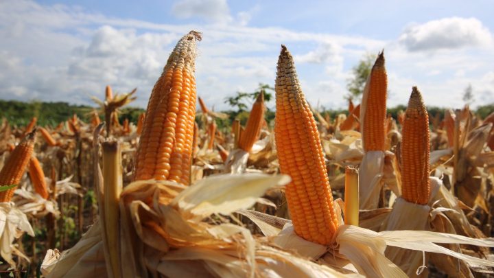 Latest Program: RI Stop Impor Beras, Jagung dan Gula