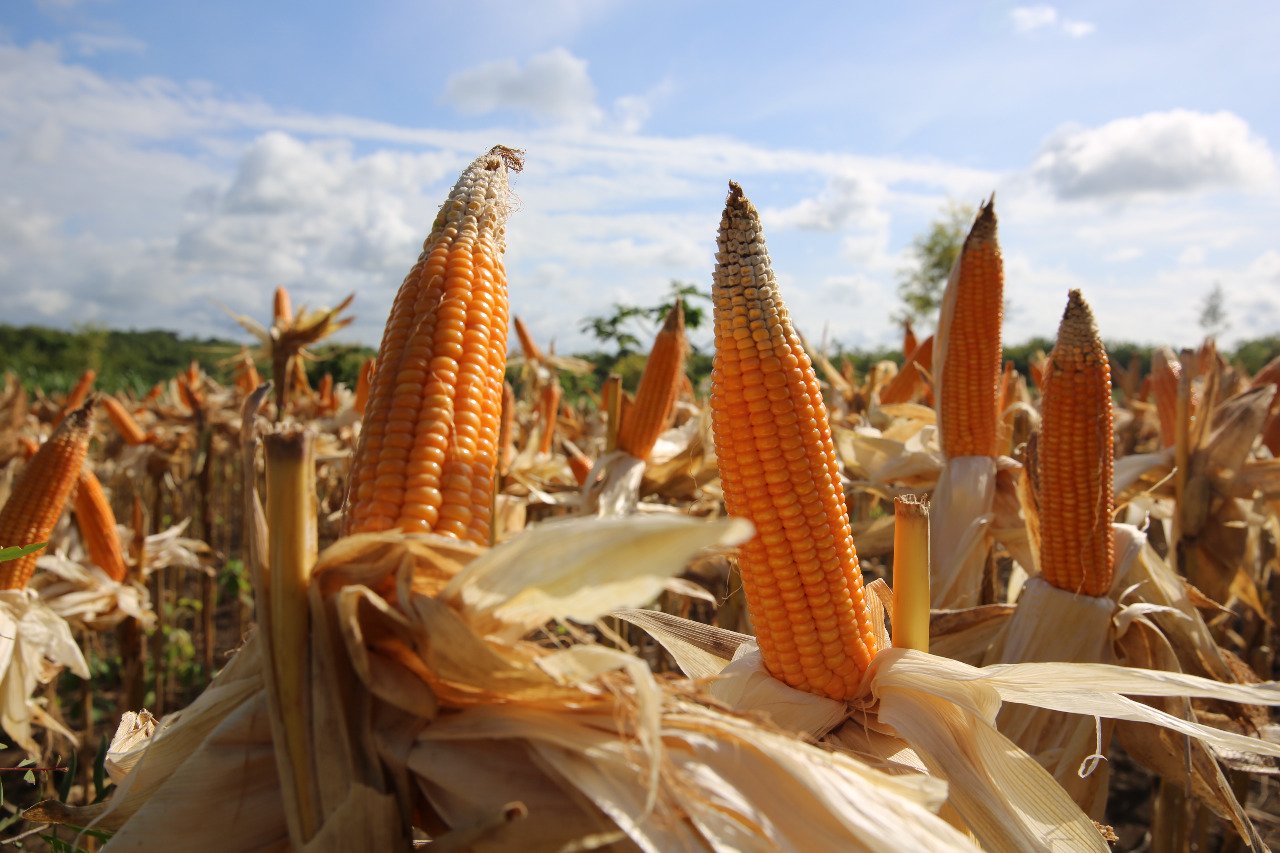RI Stop Impor Beras, Jagung dan Gula
