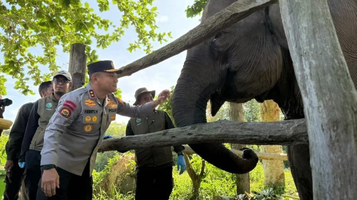 Key Issue: Jadi Simbol Harapan Konservasi, Kapolda Riau Namai Anak Gajah Tesso Nilo “Nona Seroja”