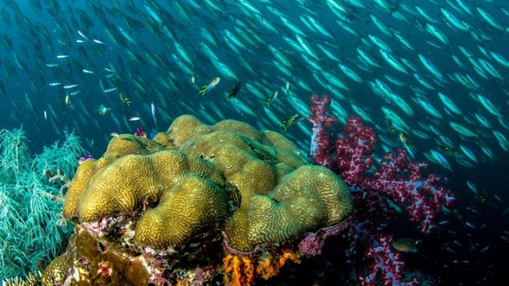Latest Program: Sensasi Menjelajah Dasar Laut di Singapura, Mau Coba?