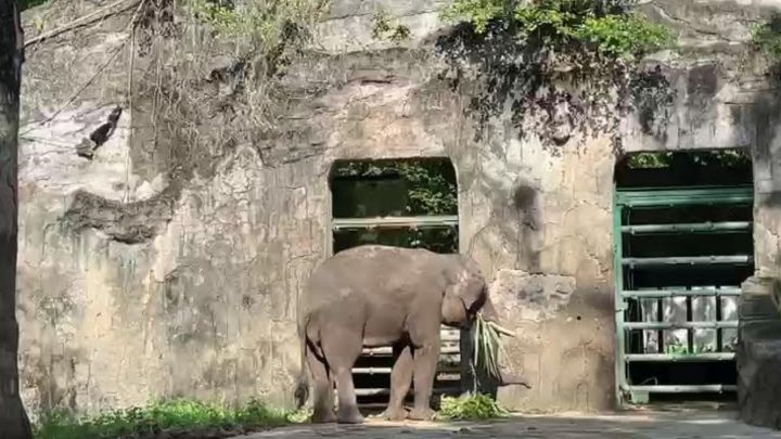 Important News: Pengelola Ragunan Tindak Tegas Pengunjung yang Nekat Langgar Batas Kandang
