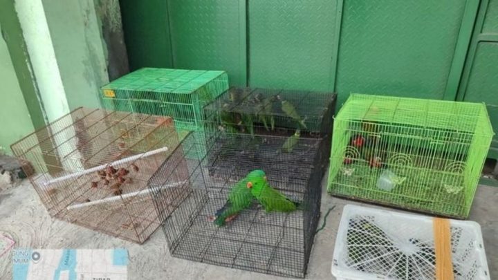 Operasi Gabungan di Tanjung Priok – 2 Aparat Ditangkap Selundupkan Ratusan Satwa Endemik Papua