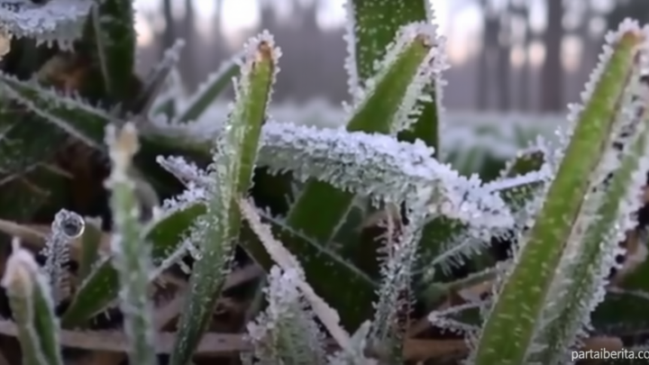Fenomena Bediding – BMKG Catat Suhu Dingin di Dieng Capai 0,7 Derajat Celsius
