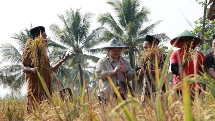 Key Strategy: Perkuat Ketahahan Pangan Nasional, PBNU Panen Beras Perdana dengan Teknologi Bionutrient