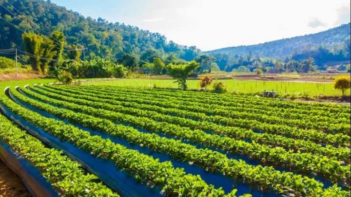 Today’s News: PTPN Group Catatkan Laba Rp6,39 Triliun