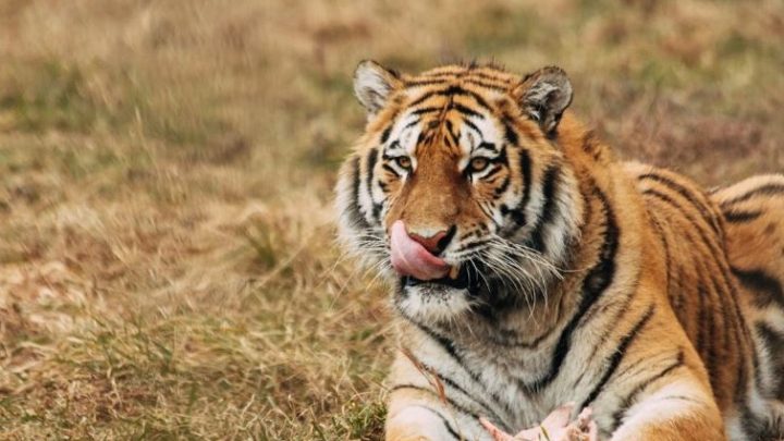 Harimau Sumatera Ngamuk dan Terkam Pekerja Proyek karena Tersorot Lampu